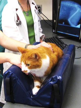 33689 06 theveterinarytechnician