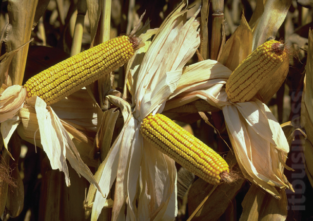 35013 18 Corn2