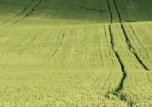 35139 Wheat field by musculus