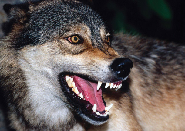 38392 32 Snarling