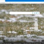 Microsoft Bing