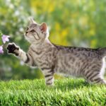 Petfluencer