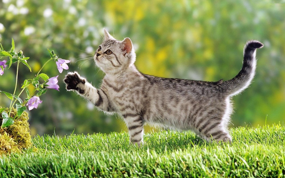 Petfluencer