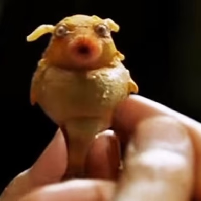 Ez nem a Samsung terméke, hanem a bábelhal a filmből babelfish movie